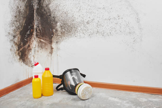 Best Local Mold Removal Service  in Skippers Corner, NC