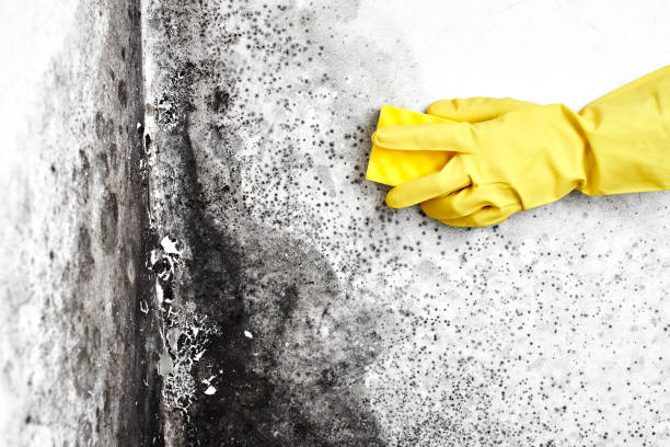 Best Mold Removal and Inspection  in Skippers Corner, NC