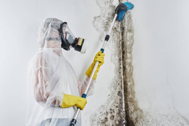Best Mold Testing  in Skippers Corner, NC
