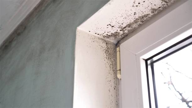 Best Mold Damage Repair  in Skippers Corner, NC