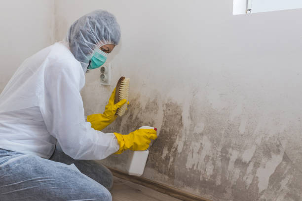 Best Toxic Mold Removal  in Skippers Corner, NC