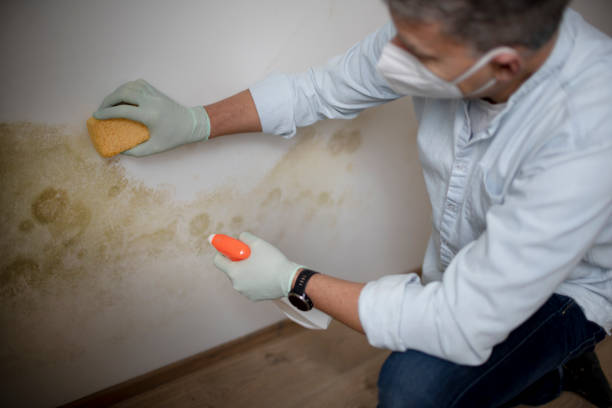 Best Professional Mold Removal  in Skippers Corner, NC
