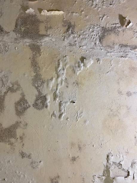 Mold Removal and Inspection in Skippers Corner, NC