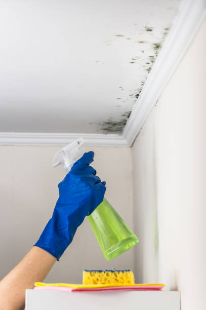 Office Mold Removal Services in Skippers Corner, NC
